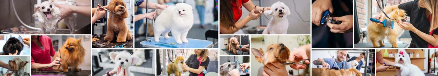 Dog Grooming Course - ACM30122 National Qualification - Pet Grooming Certification And Training Cost