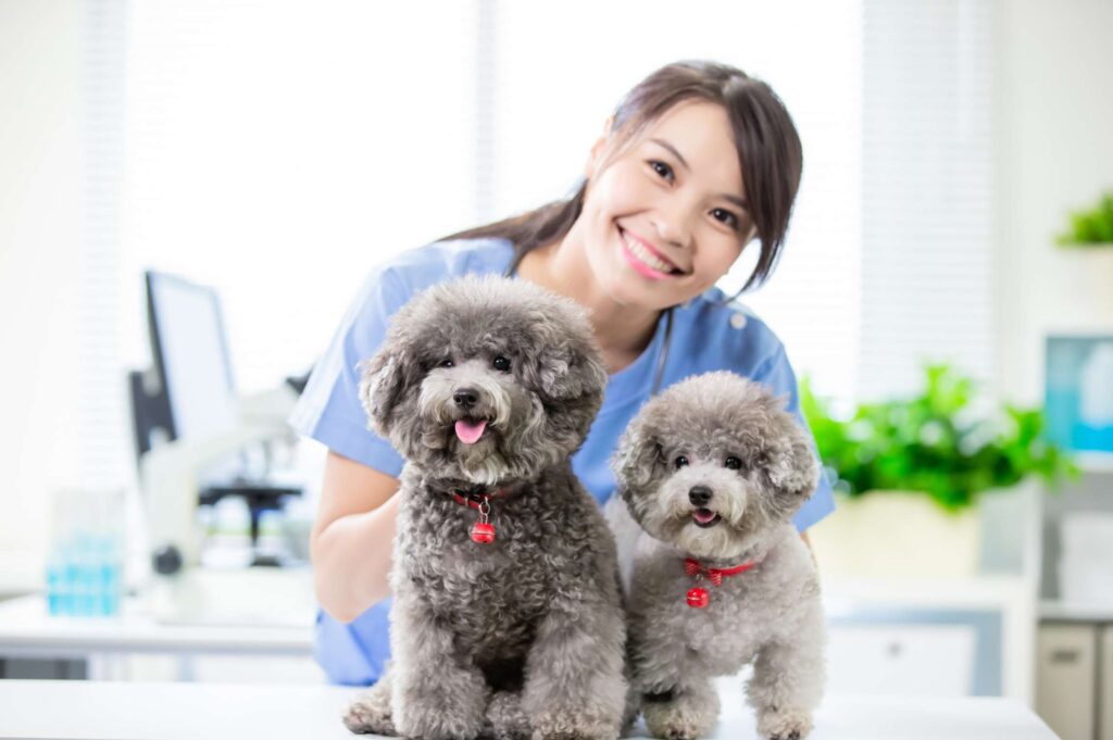 animal care services