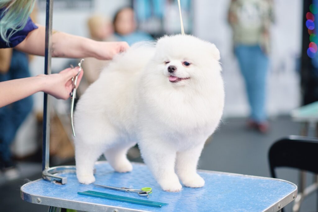 Why Dog Grooming Faces Challenges in Becoming a Recognised Trade or Profession