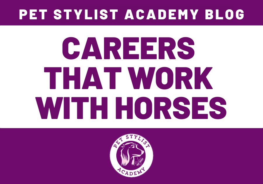 careers that work with horses