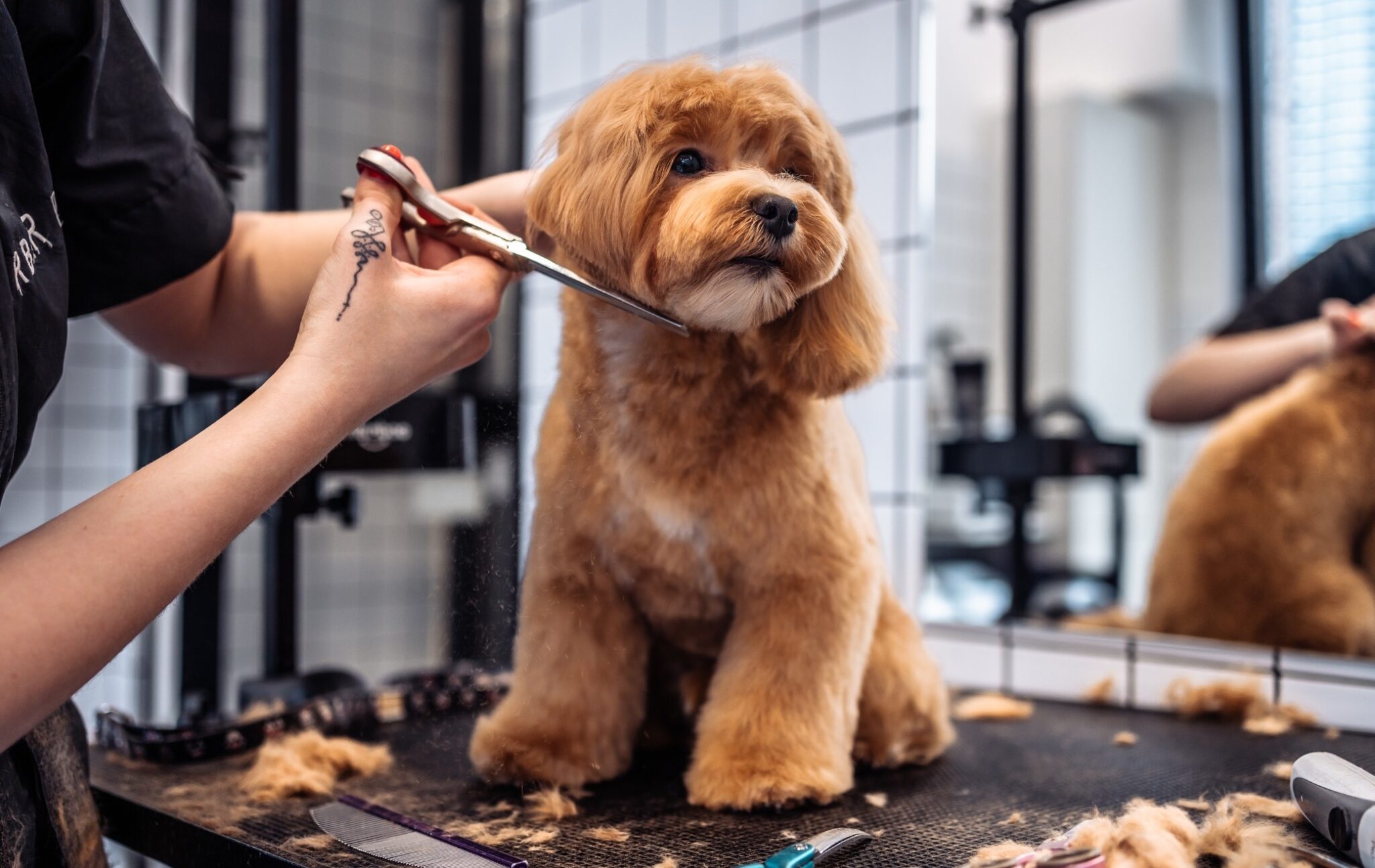 Pet Stylist Academy International Dog Grooming School